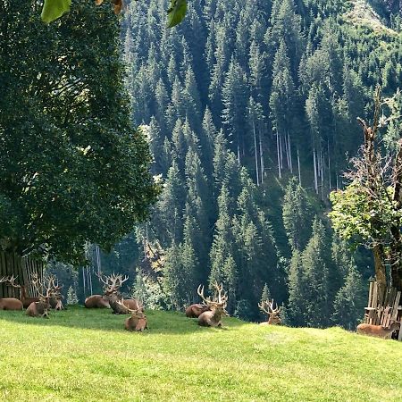 Haizelrock Kirchberg in Tirol Bagian luar foto