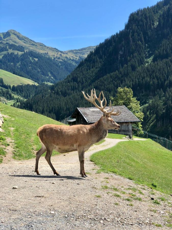 Haizelrock Kirchberg in Tirol Bagian luar foto