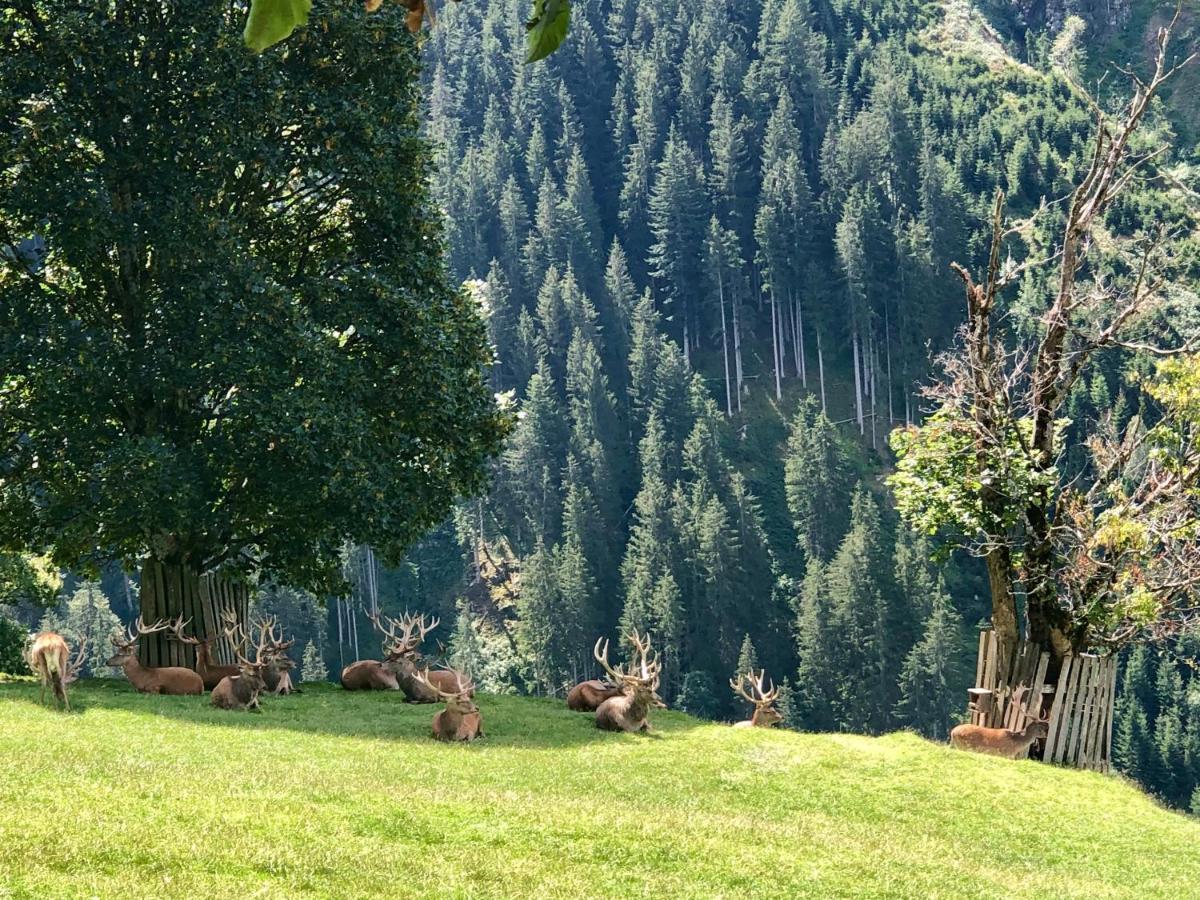 Haizelrock Kirchberg in Tirol Bagian luar foto